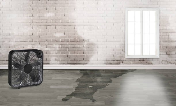 Best Water damage restoration near me  in Walnutport, PA